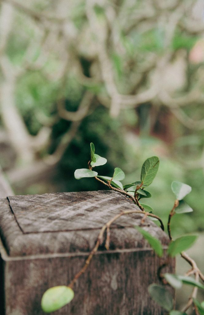 Growth